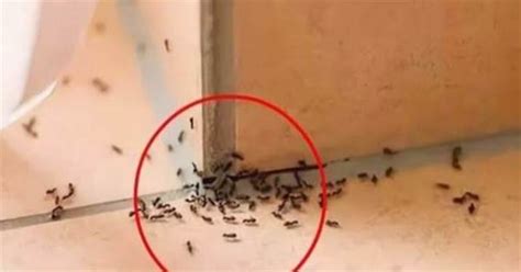 皮膚問題 家裡突然出現很多螞蟻預示什麼